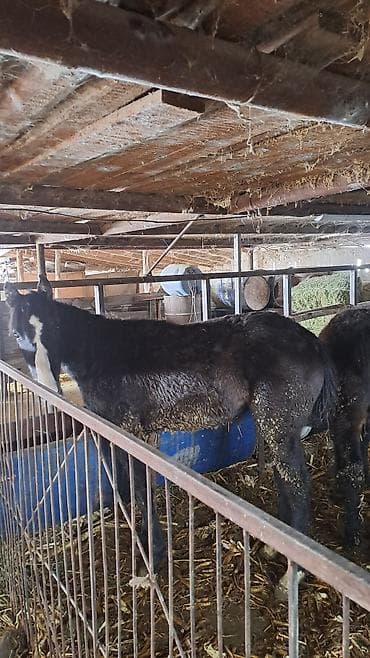 эркек ит тайган: Сатам | Байтал, Тай — 7