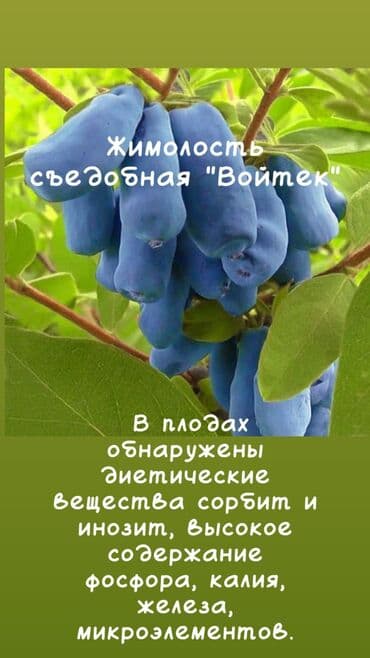 дерево орех купить: Саженцы : Самовывоз, Платная доставка — 2