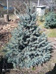 искусственный газон для футбольного поля цена: Продаются пышные голубые ели можно самовывоз и самовыкоп (а точнее — 1