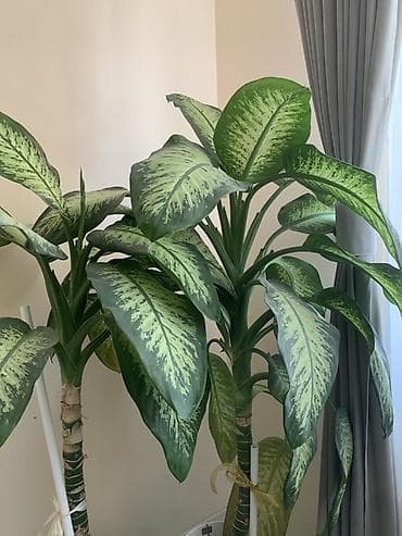 Диффенбахия (Dieffenbachia) — крупное декоративно-лиственное комнатное