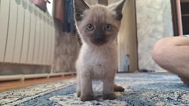 лайка сибирский: Котенок полтора месяца — 2