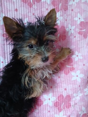 купить щенка французского бульдога: Йоркширский терьер, 1 месяц, Самка, С родословной — 9