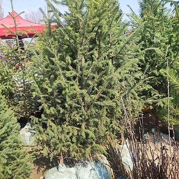 принимаем ягоды: Саженцы — 4