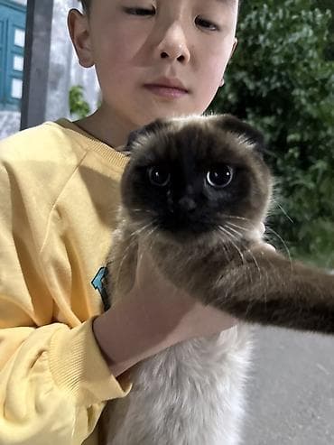 bb kitty бишкек: 10-15тыс сом Порода/тип: кошка Скоттиш-фолд — это вислоухая — 4