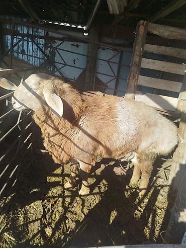 кучук овчарка: Продаю | Баран (самец) | Арашан | Для разведения | Племенные, Осеменитель — 2