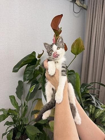 Продажа кошек: 🐾 Отдам котёнка — прирождённого охотника! 🐾 Ищете надёжного защитника — 4