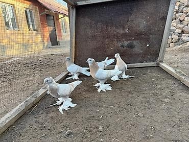 голубиный помет: Продаю голубей — 4