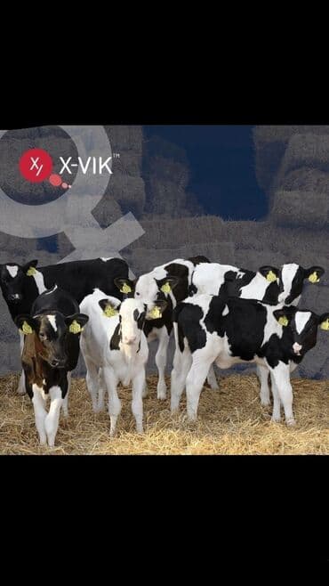 Услуги ветеринара: Искусственное осеменение коров, молочного, мясного направления — 6