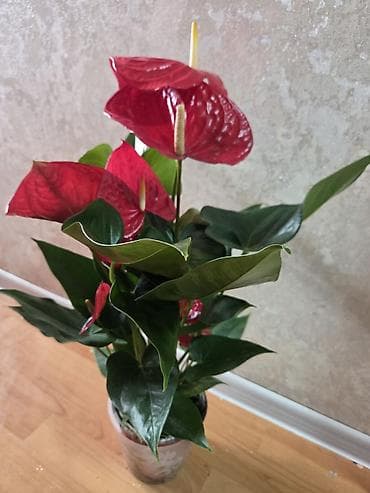 стойки вертикальные для растений: Полка, этажерка для цветов, Новый, Железо, Самовывоз — 8