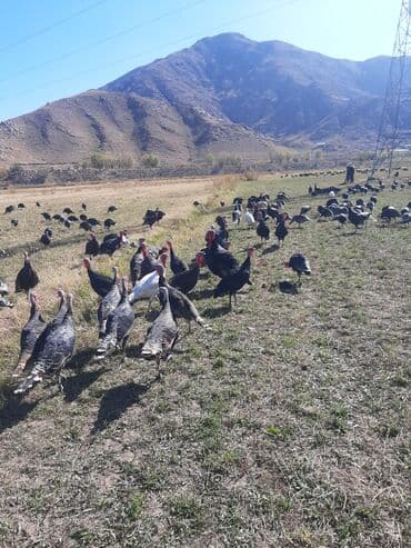 дом для собаки: Сатам | Ургаачы күрп (ургаачы) | Кара ханзаада, Түндүк Кавказ | Союуга | Асыл тукумдуу — 7