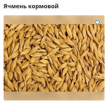 продаю зерно: Кукуруза (зерно) в мешке Сорт Пионер около5 тонн,Ячмень 25 сом кг - — 1