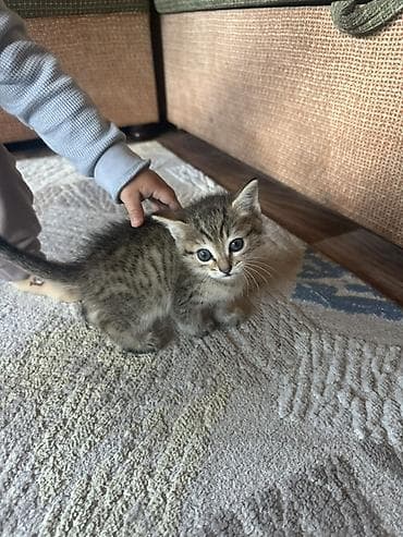 купить рыбу клоуна: Котенок мальчик отдам в хорошие руки. 
1,5 месяца игривый — 2