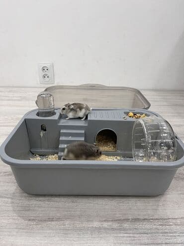 Грызуны: Две очаровательные Джунгарские девочки🎀, возраст 3 месяцев, ищут новый — 7