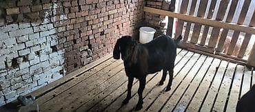 Продаю | Коза (самка) | Нубийская | Для разведения