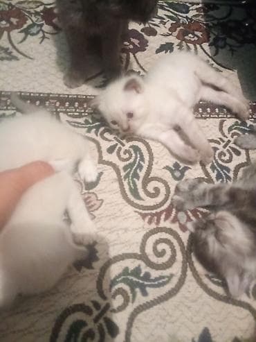 Животные: Котята, домашний помёт. - Окрас: есть дымчатые/мраморные серебристые — 6