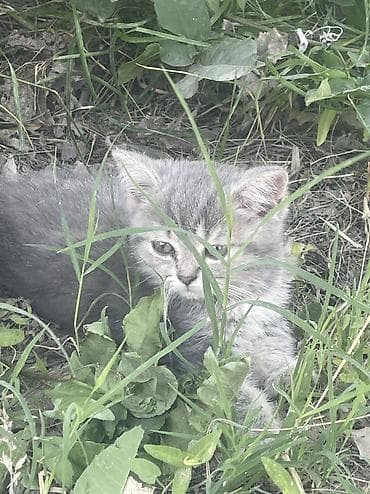 кошка скотиш: 2 месяца, Мальчик, Серый — 1