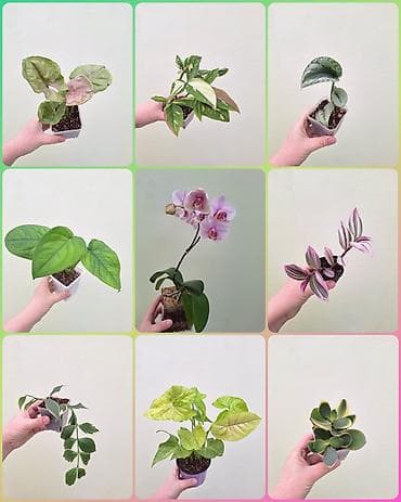 забыл: • Комнатные растения (укоренённые черенки/детки/молодые — 1