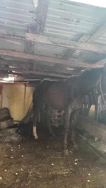 лошадь на прокат: Продаю | Жеребец | Рабочий — 3