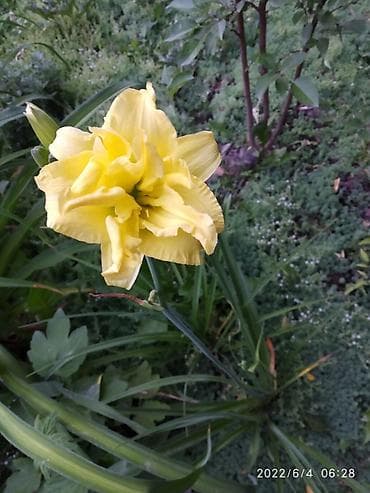 дерево из бисера: Лилейники Голландия — 2