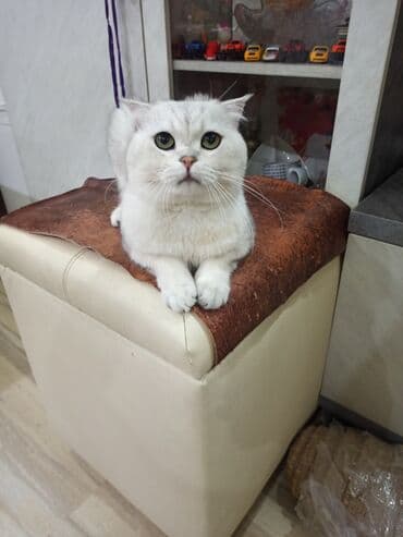 tuxedo порода кошек цена: Скотиш Фолд (Шотландская вислоухая), 2 года, Мальчик, Серебристая шиншилла, Приучена к лотку — 4