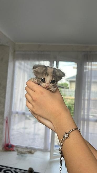 акит: Котёнок, девочка, окраса серо-бело-пятнистого (черепахового типа с — 1
