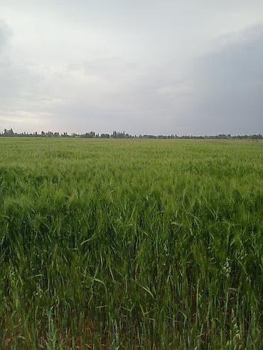 арпа бутулка: Озимый ячмень шестигранный (двурядный), семена для посева. и кормовой — 7