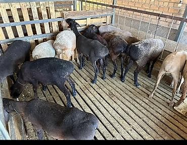 мериносы: Сатам | Ургаачы кой (ургаачы), Козу, Кочкор (эркек) | Аргын, Меринос, Арашан | Союуга — 2