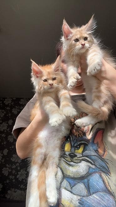 домашний животные: Предлагается эксклюзивные мощные котята породы мейн-кун. Эти котята — 6