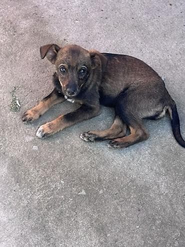 отдам животных в хорошие руки: Собака даром: 3 месяца, Самка — 5