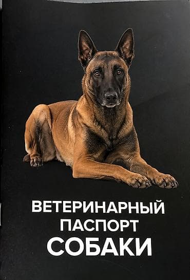 неметская овчарка: Бельгийская овчарка, 2 месяца, Самка, С прививкой, С родословной — 4