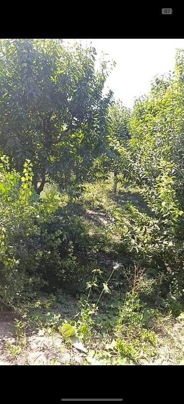 участок: 9 соток, Красная книга, Тех паспорт — 1