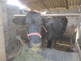 мышык кичинекей: Сатам | Уй (ургаачы) | Голштин | Көбөйтүү үчүн, Сүт алуу үчүн | Бооз — 2