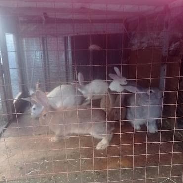 Коровы, быки: Продаю | Крольчата — 6
