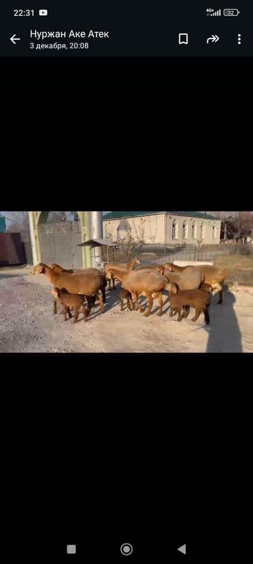 сх животные и товары: Продаю | Овца (самка) | Для разведения | Ягнившаяся — 8