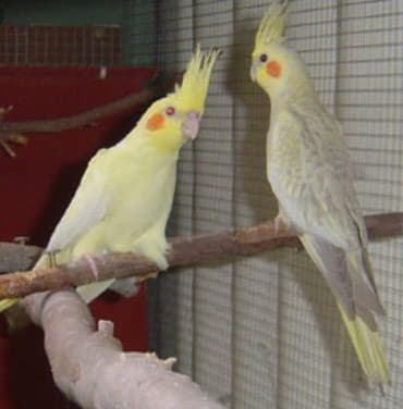 необычные животные: Попугаи кареллы хорошо разговаривают и приручаются к рукам — 4