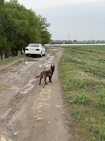 ит арзан: Бельгийская овчарка, 5 месяцев, Самец — 2