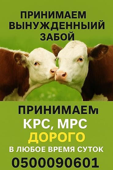 рыба жывая: Колбасный цех : Коровы, быки, | Круглосуточно — 2