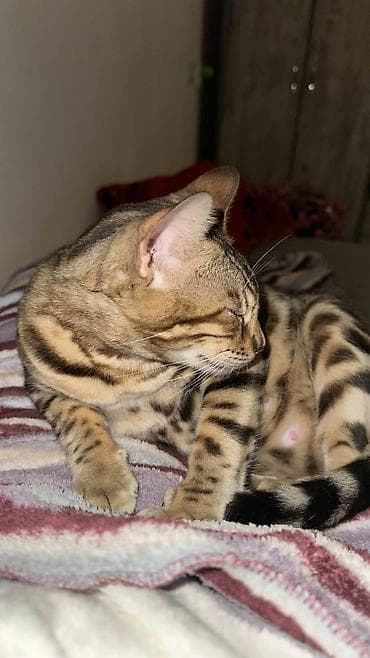 Животные: Бенгальские котята с ярким контрастным окрасом rosetted/spot — 2