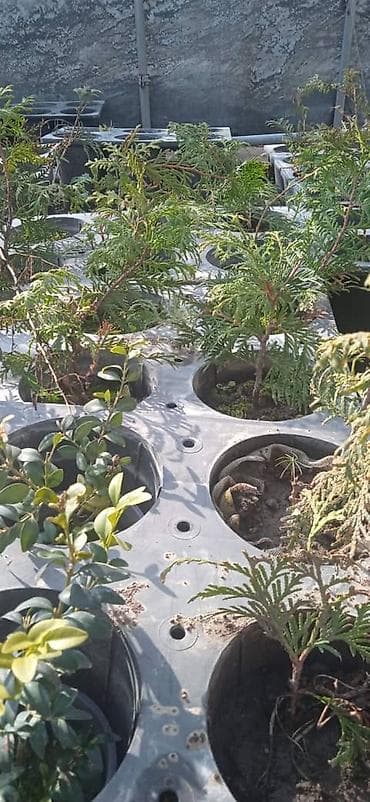 авгон козон: Продажа саженцев фисташки, туи, сосны и самшит,, фитсшки- молодые — 8