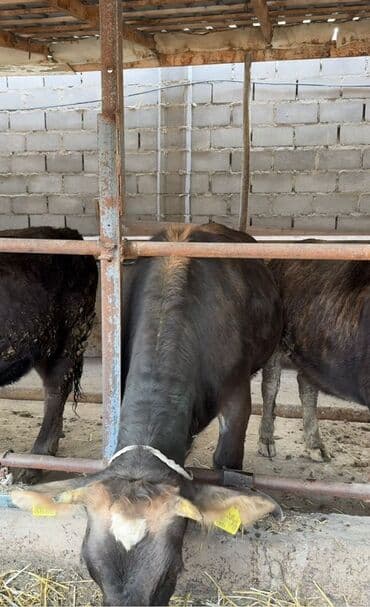 объявления о продаже собак: Продаю | Бык (самец) | На откорм | Привязанные — 3