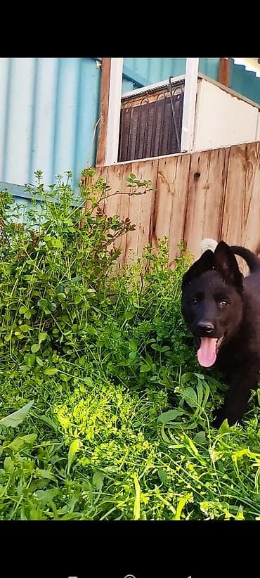 русский спаниэль: Дата рождения 13 февраля! Щенки прошли активацию в клубе, получены — 8