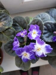 укорененные листики фиалок: Фиалка с несколькими бутонами. любит рассеянный свет, но не прямые — 4