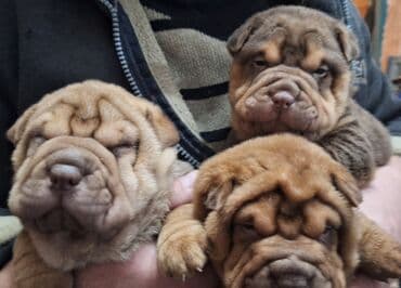 Шарпей, 1 месяц, Самец