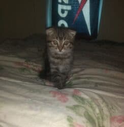 цена шотландского вислоухого кота: Скотиш Фолд (Шотландская вислоухая), 3 месяца, Мальчик, Биколор, Приучена к лотку, Проглистована — 7