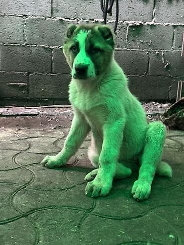 собака офчарка: Продается щенок Средней Азиатской Овчарки/Алабай Возраст 3 месяца — 2