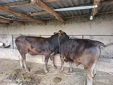булли собака цена: Продаю | Бык (самец) — 1