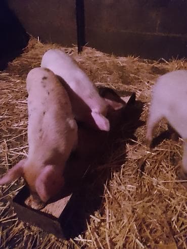 шамо цыплята: Продаю | Поросенок | Для разведения — 1