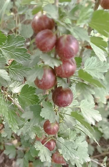 слива ягоды: Крыжовник красноплодный (сортовой уст). Куст 2-х летка .Цена — 6