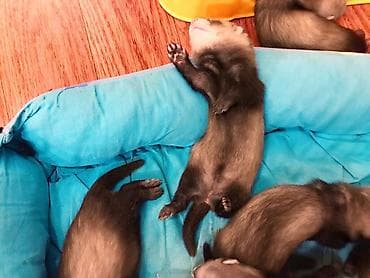 Хорьки: В продаже очаровательные хорьки Мальчики и девочки Привиты — 5