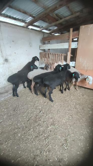 кара балта тай: Продаю | Баран (самец) | Для разведения | Племенные — 3